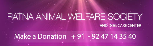 Dog Food Donations Vijayawada