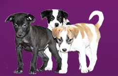 Dogs Trust Donations